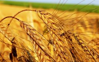 Загадки про зерновые культуры